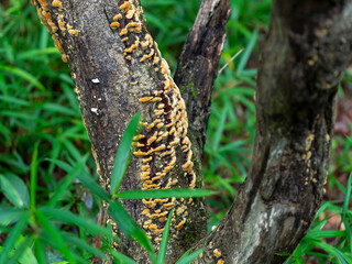 梅雨の森に生える茸の幼菌