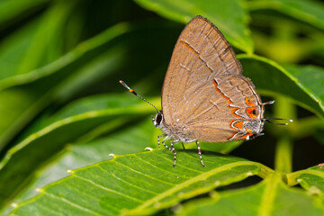 Borboleta Lycaenidae