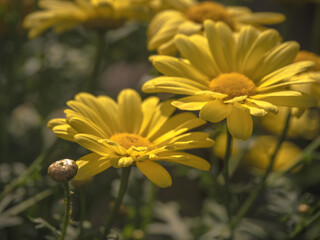 Close up of summer daisy in full bloom, beautiful soft yellow flowers