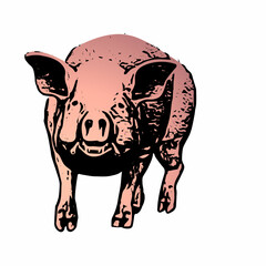 illustration of a pig