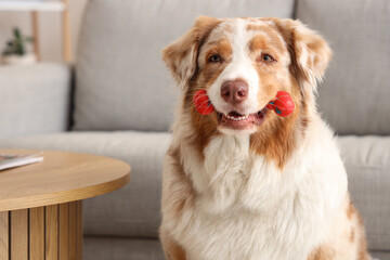 Adorable Australian Shepherd dog with pet toy sitting at home