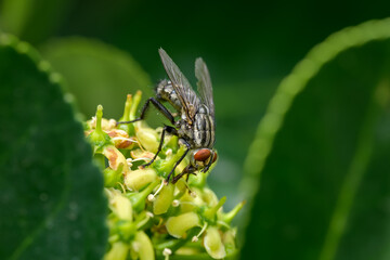 Macrofotografía de insecto en el bosque