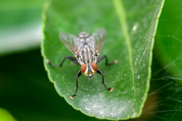 Naklejka premium Macrofotografía de insecto en el bosque