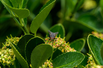 Macrofotografía de insecto en el bosque