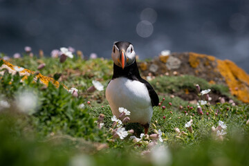 atlantic puffin or common puffin