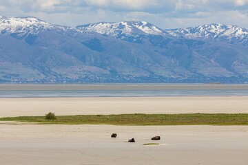 Beach shoreline, bison relaxing on the beach and mountain range of The Great Salt Lake from...
