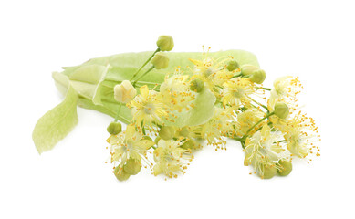 Beautiful linden tree blossom isolated on white