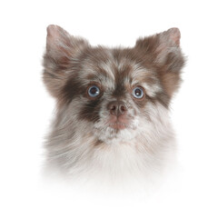 Obraz premium Portrait of cute dog. Fluffy chihuahua on white background