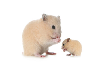 Mother hamster and baby pup isolated on white