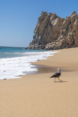 Seagull on Divorce Beach Cabo San Lucas
