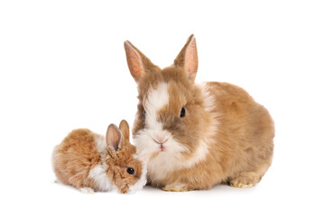 Obraz premium Mother rabbit and baby bunny isolated on white