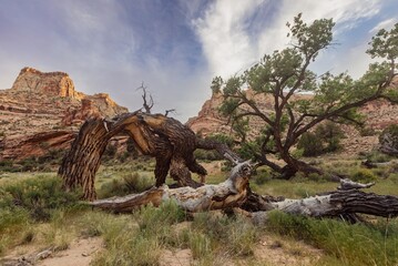 Old decrepit tree broken in a canyon in a dry riverbed in Buckhorn Wash, Utah, United States of...