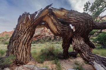 Fototapeta premium Old decrepit tree broken in a canyon in a dry riverbed in Buckhorn Wash, Utah, United States of America.