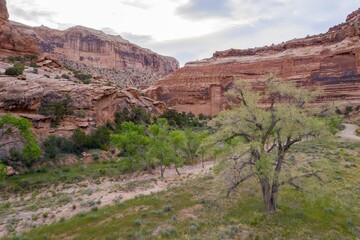 Fototapeta premium Old tree in a canyon in a dry riverbed in Buckhorn Wash, Utah, United States of America.