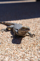 Baja California Black Iguana (Mexican Spinytail)