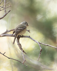 A Hammond's Flycatcher in Arizona