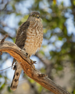 A Sharp-shinned Hawk in Arizona