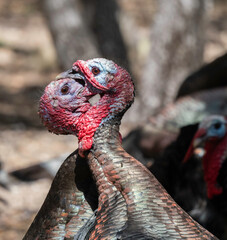 Wild Turkey Males During Mating Season Closeup