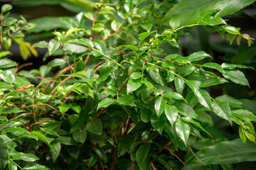 Brazilian grapetree and its lush green leaves.
