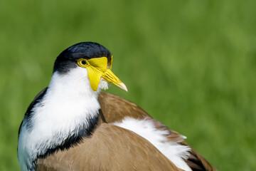 Masked lapwing 