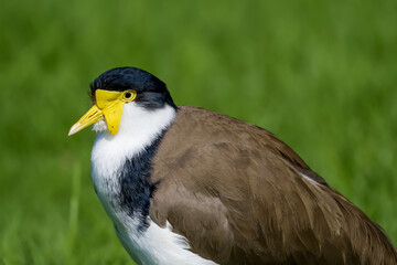 Masked lapwing 