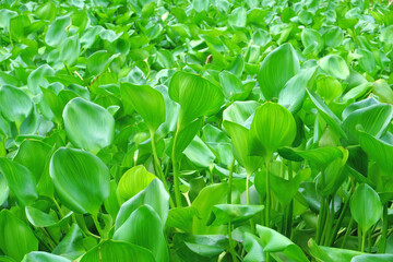 Obraz premium water hyacinth cover a river