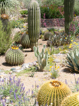 A Cactus Garden in Arizona