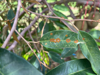 Algal spot disease on durian leaves.