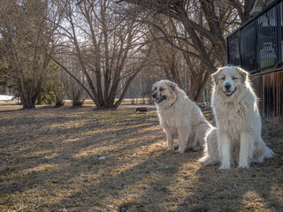Obraz premium Two livestock guardian dogs watching over flock on a spring sunny day