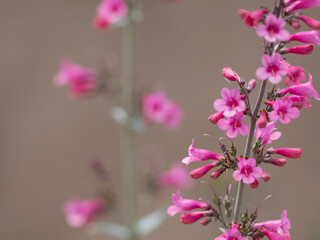 Parry’s Penstemon Pink Wildflowers in Arizona
