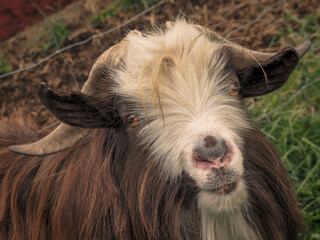 Fototapeta premium Slash the fainting goat buck looking at the camera on a beautiful sunny day