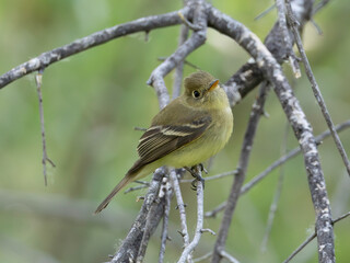 Western or Pacific Slope Flycatcher