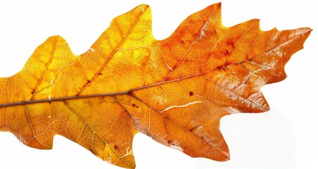 Closeup of a Single, Dried Oak Leaf With Veins Visible Against a White Background