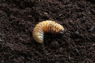 カブト幼虫
