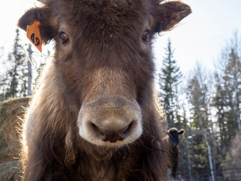 Young Golden yak heifer looking at camera with the sun halo around her