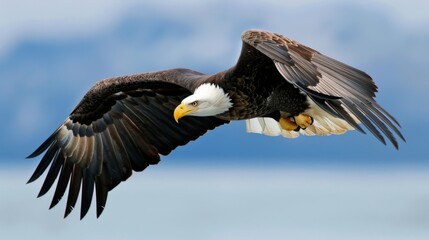 Obraz premium A stunning bald eagle captured in mid-flight against a backdrop of a clear blue sky, showcasing its powerful wings and keen eyesight as it patrols the vast open spaces.
