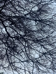 Obraz premium tree in the sky. - Taken by: Sophia Stanley S.