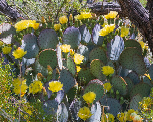 Yellow Prickly Pear Cactus Flowers