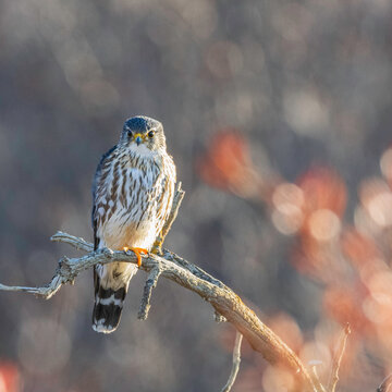 A Merlin in Denali National Park Alaska