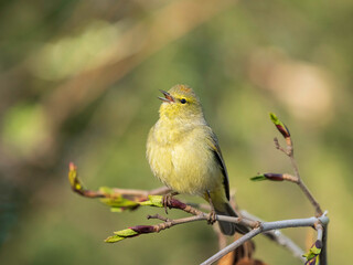 Female Orange-crowned Warbler in Alaska