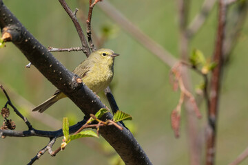 Female Orange-crowned Warbler in Alaska