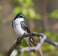 Fototapeta premium A Tree Swallow Sitting Pretty in Alaska