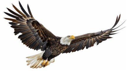 Obraz premium A bald eagle gracefully flies with its magnificent wings fully outstretched, showing off its strong black, brown feathers and iconic white head against a clear sky.