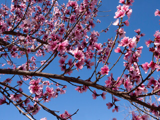 Springtime Plum Tree Flowers in Arizona