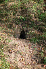 an empty fox hole. Selective focus
