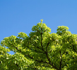 Lime Green Leaves on a Tree with Black Branches Under Blue Sky.