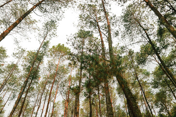 Pine Forest in Autumn Afternoon