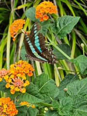 butterfly on a flower
