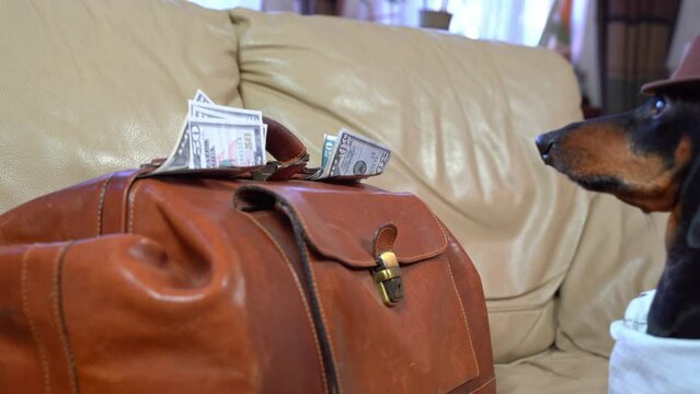 Elegant dachshund dog in hat pulls leather suitcase with money, cash banknotes from sofa, crime boss, swindler runs away with loot Corrupt official, successful deal, offshore Luxury expensive holiday