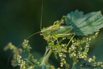 Tettigonia viridissima - a species of straight-winged insect from the grasshopper family Tettigoniidae. It occurs in Europe, Asia and northern Africa. Particularly common in Central Europe. Close-up p